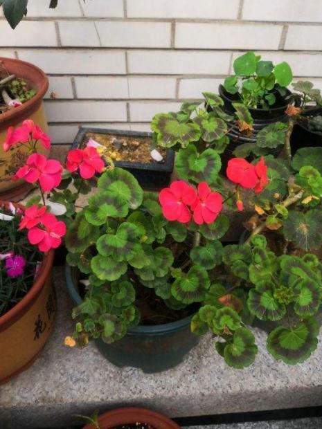 想让天竺葵一开四季，首先打好这个基础，要不然开一季也难