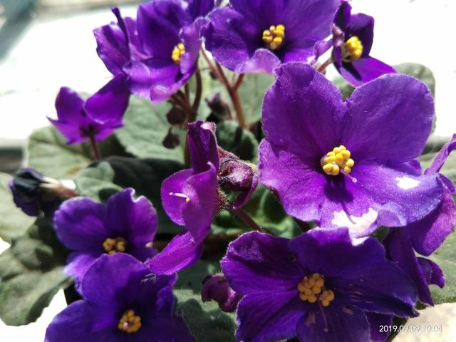 只要一点点光，就能爆盆的花，这“2种”不能少