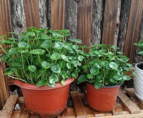 这3种花喜欢“爆崽”，一盆花长出好几个花盘，开花增多更美了