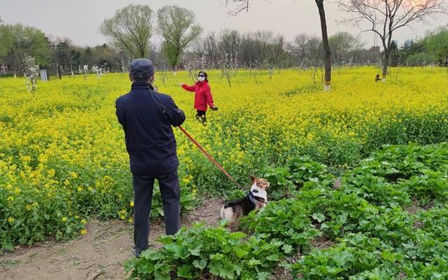北京东五环这几十亩油菜花绽放 人少景美还免费