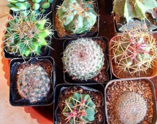 养了半年的仙人球，以为活得好好的，挖出来发现早烂了