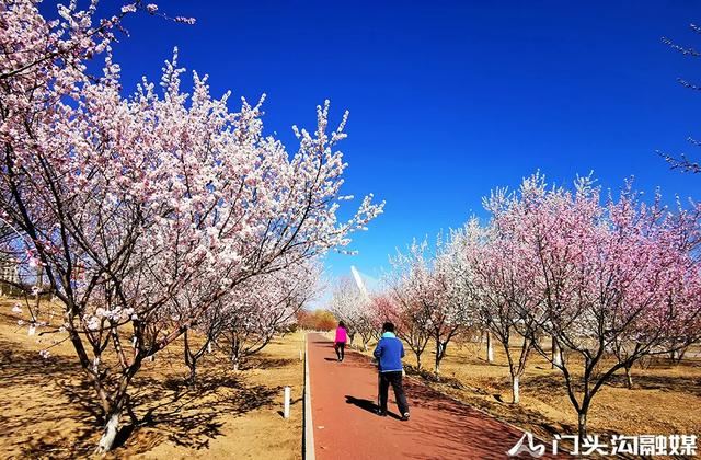 莺飞三月 云赏门城~