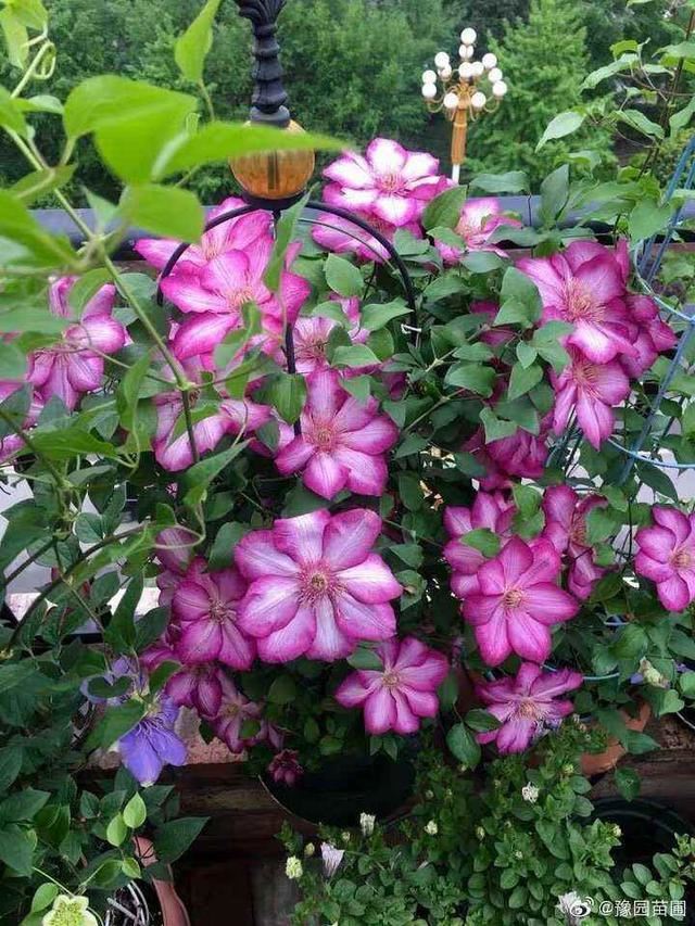 这花适合养在“大花盆”，花盆越大，根系越旺盛，花长得更壮