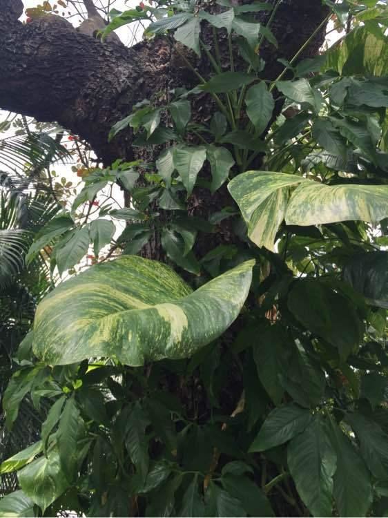 参天大绿萝,一片叶子比脸大,长了足足3层楼高! 参天大绿萝,一片叶子比脸大,长了足足3层楼高!