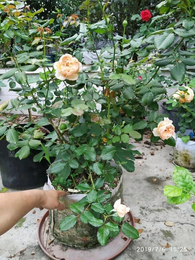 养这花不用土，装进塑料袋喷喷水，叶子绿油油越长越好