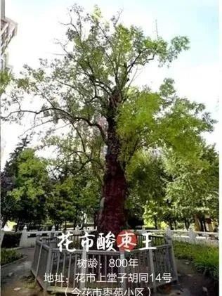 老北京植树种花都有什么讲究？