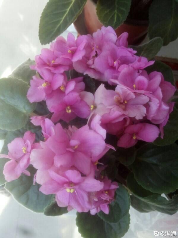 只要一点点光，就能爆盆的花，这“2种”不能少