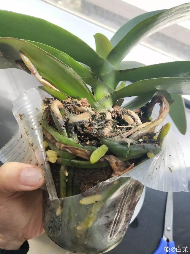 养这花不用土，装进塑料袋喷喷水，叶子绿油油越长越好