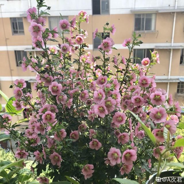 小木槿特耐剪，剪得越狠、开花越多，花朵挂满枝！