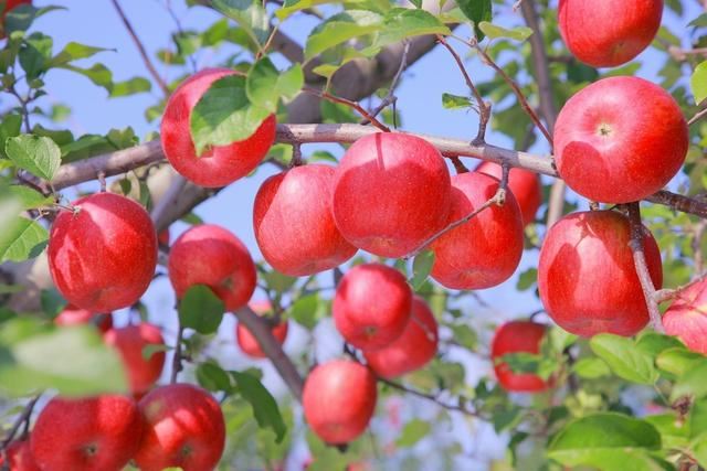老北京植树种花都有什么讲究？