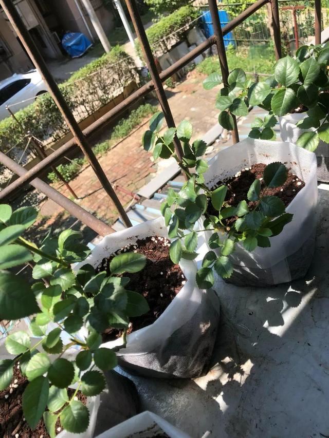 养这花不用土，装进塑料袋喷喷水，叶子绿油油越长越好