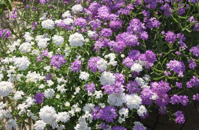 春天养这8种花，一开就是一团球，阳台也能变花园