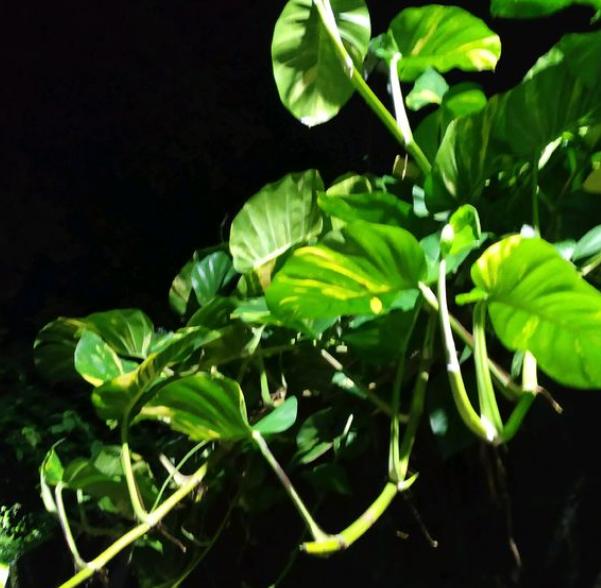 参天大绿萝,一片叶子比脸大,长了足足3层楼高! 参天大绿萝,一片叶子比脸大,长了足足3层楼高!