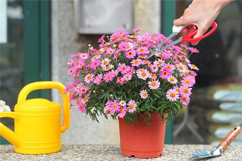 这3种花喜欢“爆崽”，一盆花长出好几个花盘，开花增多更美了