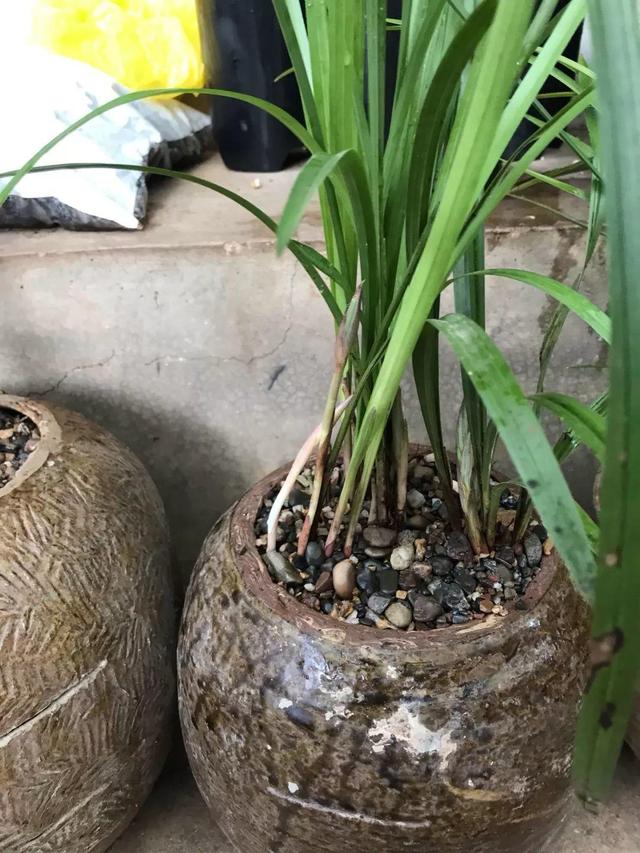 养这花不用土，装进塑料袋喷喷水，叶子绿油油越长越好