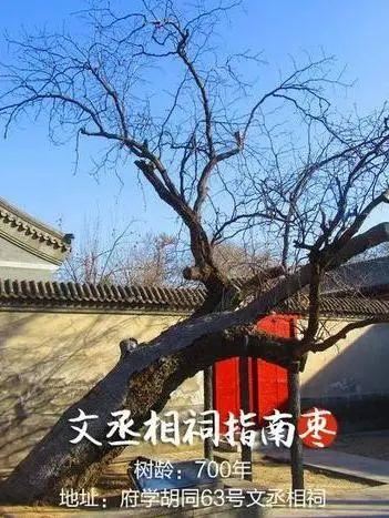 老北京植树种花都有什么讲究？