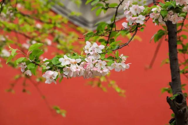 老北京植树种花都有什么讲究？