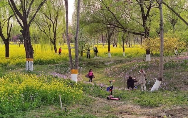 北京东五环这几十亩油菜花绽放 人少景美还免费