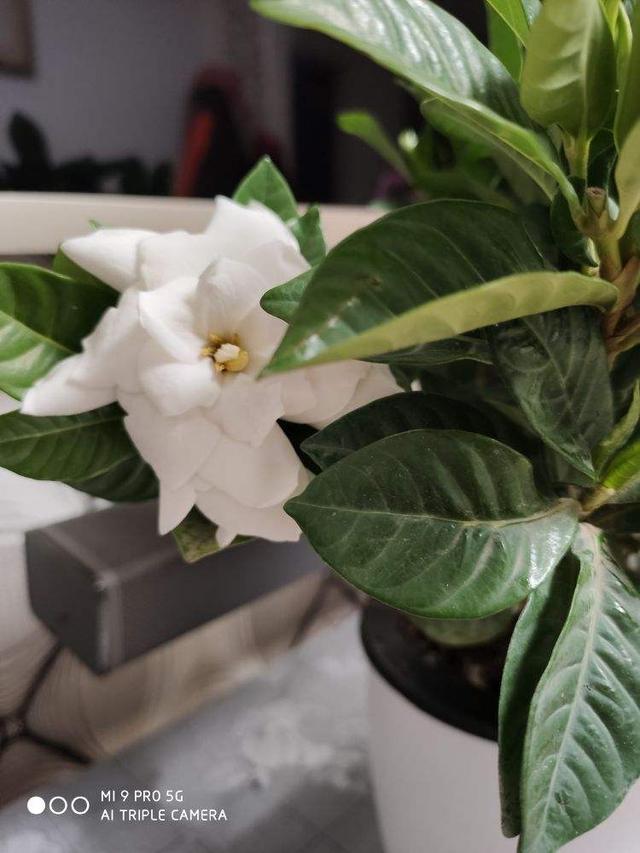 “4种”“素净花”，家里养一盆，清新典雅又干净