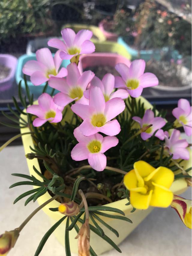 这花的种子撒土里，一周出芽，坐等开成一个大花球