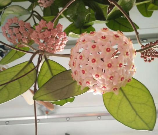 春天养这8种花，一开就是一团球，阳台也能变花园