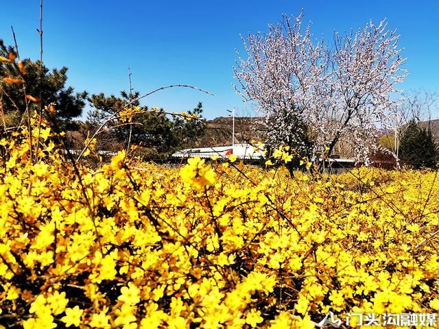 莺飞三月 云赏门城~