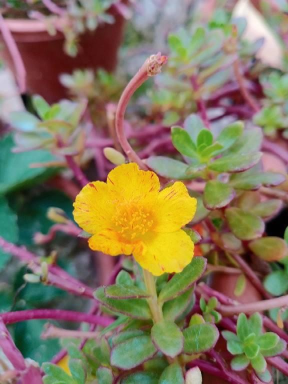 史上最好养的花之一，俩月没管仍呼呼长，不操心就开出花海