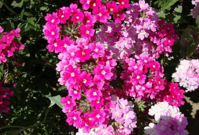 春天养这8种花，一开就是一团球，阳台也能变花园