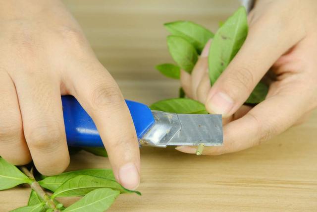 养花人的“节约”习惯，你中了哪几条