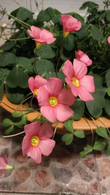 这花的种子撒土里，一周出芽，坐等开成一个大花球