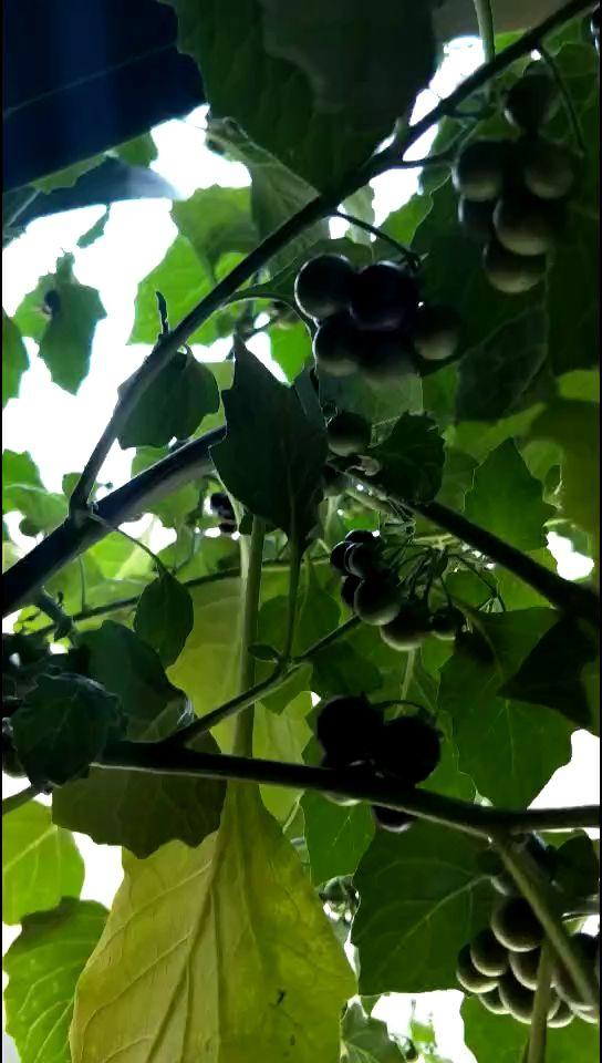 小时候见的“6种”野草，就是不知道叫啥名，看完你就记住了