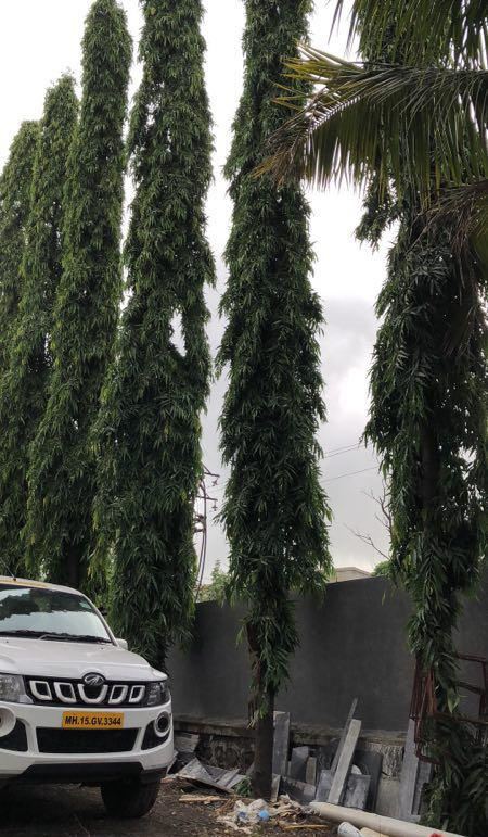 国外种路边的树，没有一个见过，长见识了