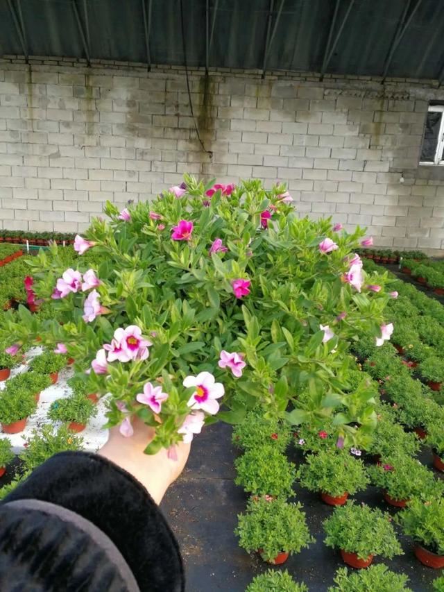 百万小铃，听名字就想养的花，一茬接一茬能开大半年