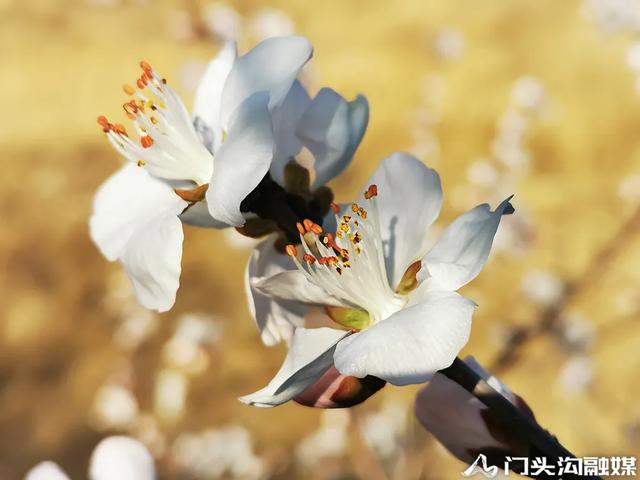 莺飞三月 云赏门城~