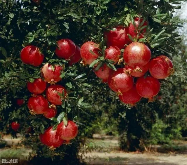 老北京植树种花都有什么讲究？