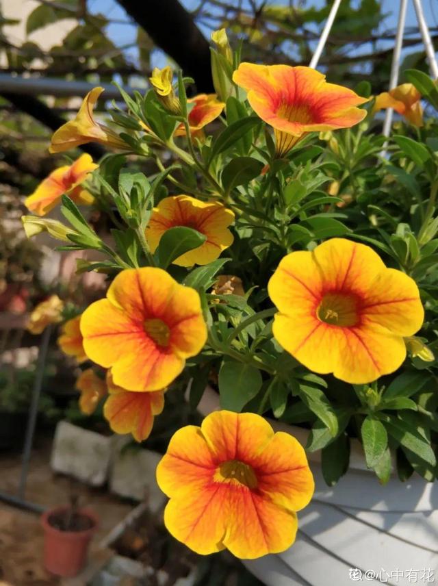 百万小铃，听名字就想养的花，一茬接一茬能开大半年