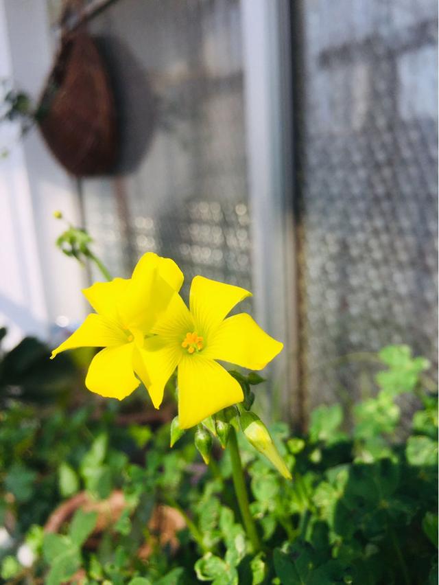 这花的种子撒土里，一周出芽，坐等开成一个大花球