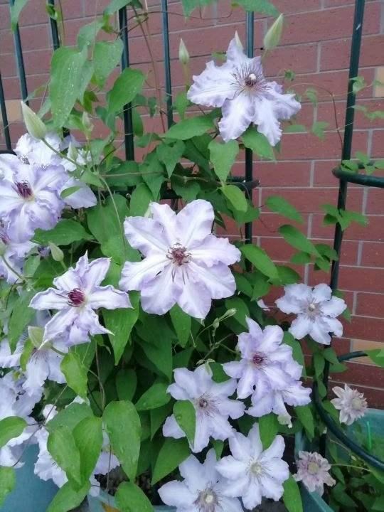 这花适合养在“大花盆”，花盆越大，根系越旺盛，花长得更壮