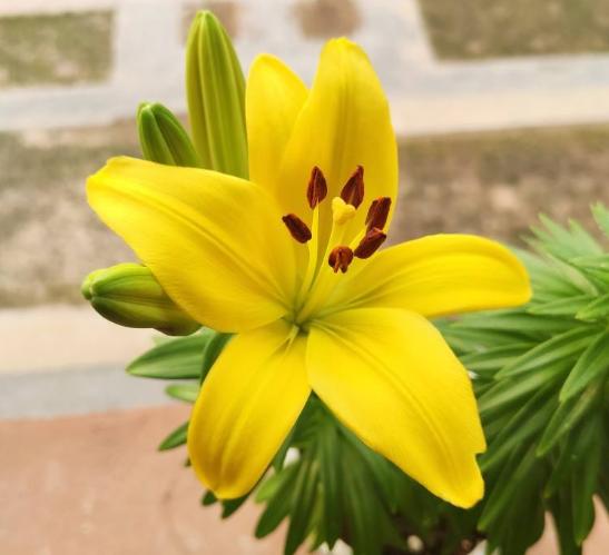 养了半年的仙人球，以为活得好好的，挖出来发现早烂了