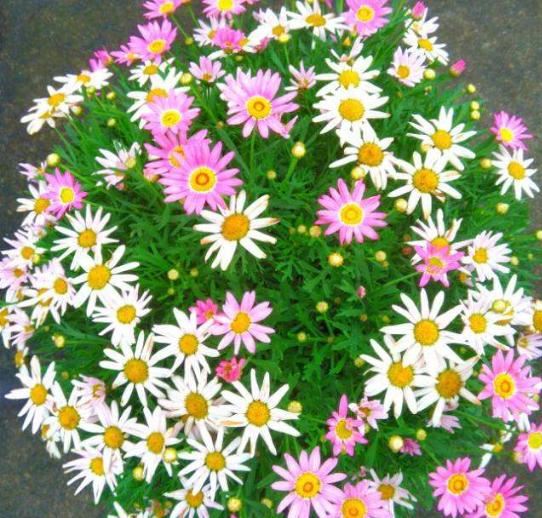 春天养这8种花，一开就是一团球，阳台也能变花园