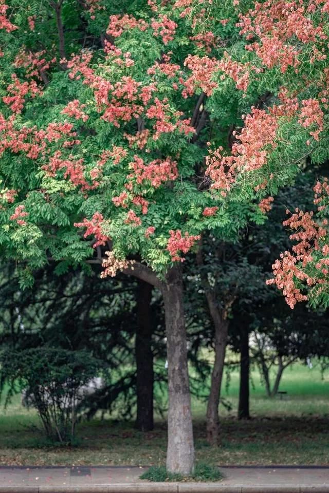 国外种路边的树，没有一个见过，长见识了