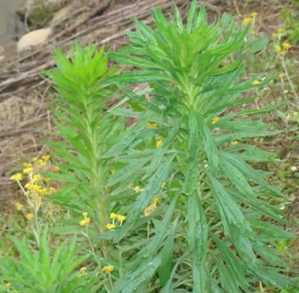 小时候见的“6种”野草，就是不知道叫啥名，看完你就记住了