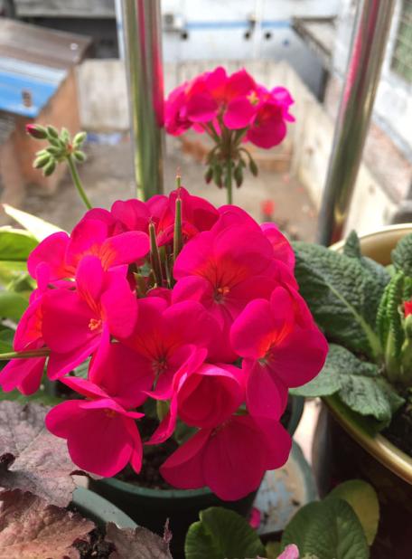 想让天竺葵一开四季，首先打好这个基础，要不然开一季也难