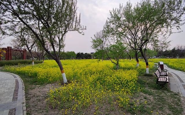 北京东五环这几十亩油菜花绽放 人少景美还免费
