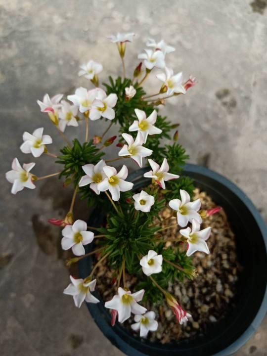 这花的种子撒土里，一周出芽，坐等开成一个大花球