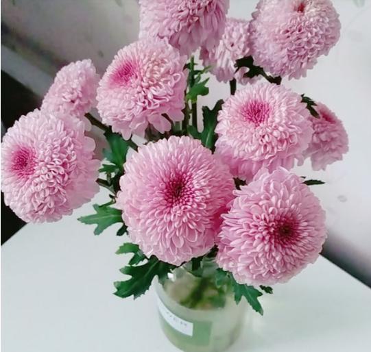 春天养这8种花，一开就是一团球，阳台也能变花园