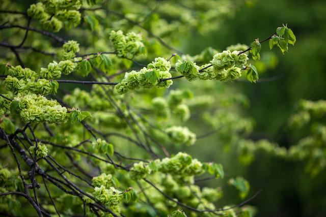 老北京植树种花都有什么讲究？
