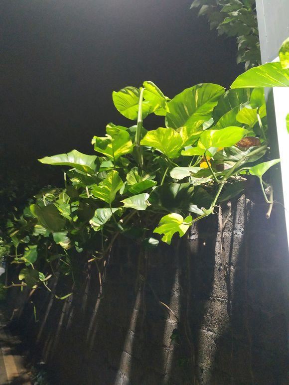 参天大绿萝,一片叶子比脸大,长了足足3层楼高! 参天大绿萝,一片叶子比脸大,长了足足3层楼高!