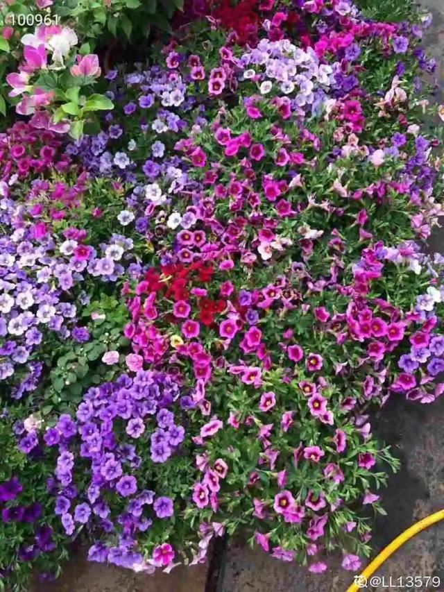 百万小铃，听名字就想养的花，一茬接一茬能开大半年