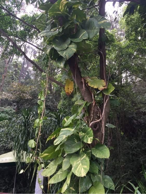 参天大绿萝,一片叶子比脸大,长了足足3层楼高! 参天大绿萝,一片叶子比脸大,长了足足3层楼高!